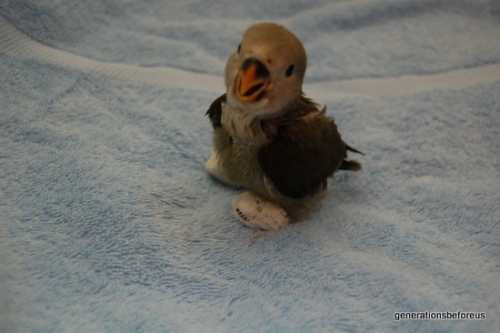 Lovebird Clubfoot and Cockatiel