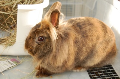 Our Bunny Rabbits