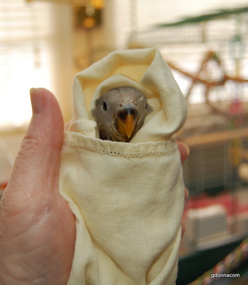 Bootsy and Bell get new cages