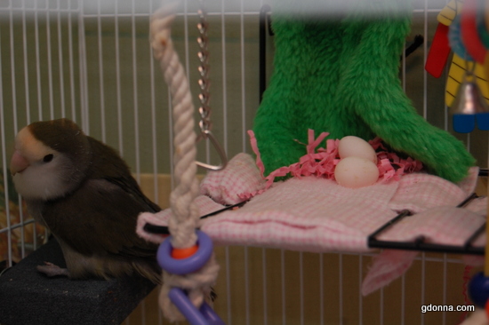 New flight cage for our lovebird with two clubbed feet