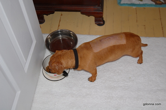How we stopped our dogs from Scoffing food or eating too fast