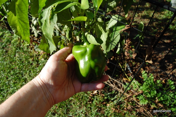 Victory Garden Fall Update