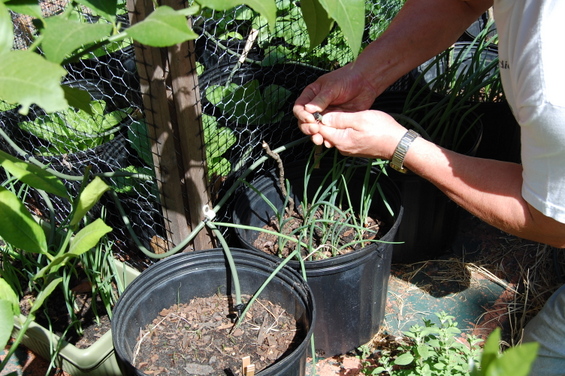 Drip irrigation for container plants
