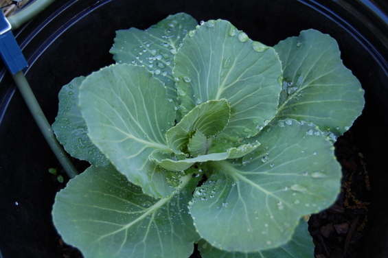 Early April working toward fresh vegetables