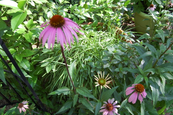 Garden update end of April