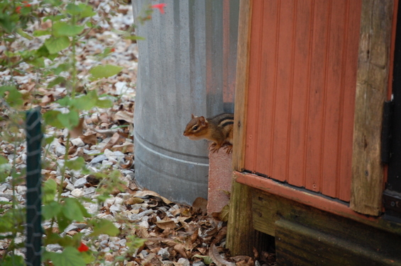 Our little part of Permaculture
