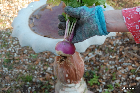 Don't show your Butt Gardening