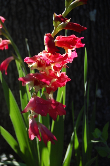 Springtime walk in the yard