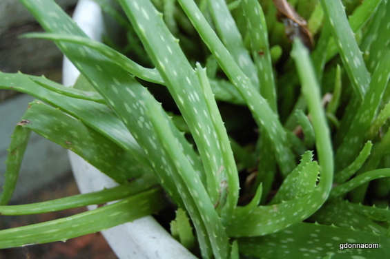 Our Medicinal Garden