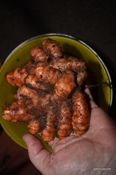 Late Fall Harvesting and more...