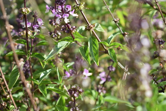 The November Garden