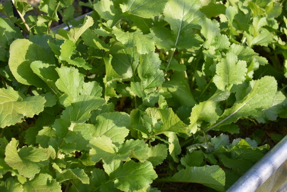 Container garden tips and Growing Right Now