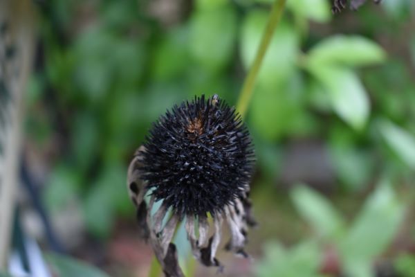 The good seeds