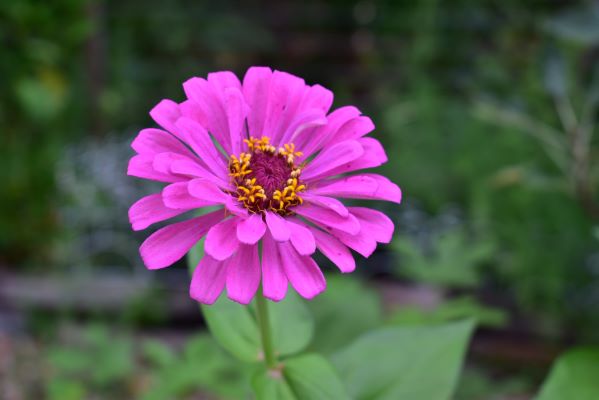 Living Simple and Intentional