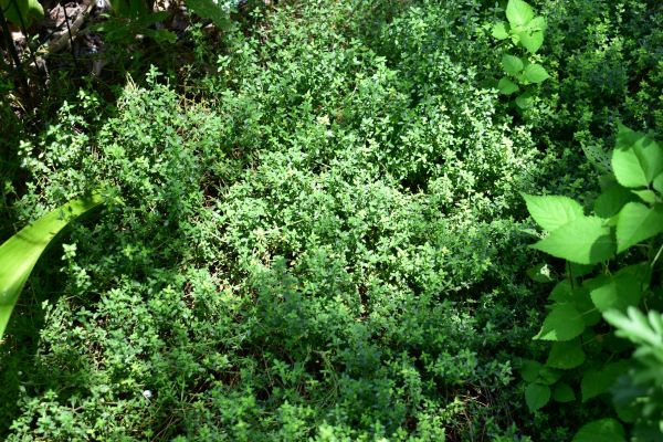 The Thyme we are given