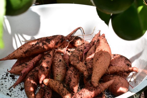 Preparing the garden for Fall