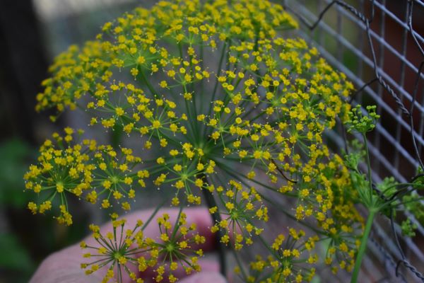 The Beauty in Living Simple