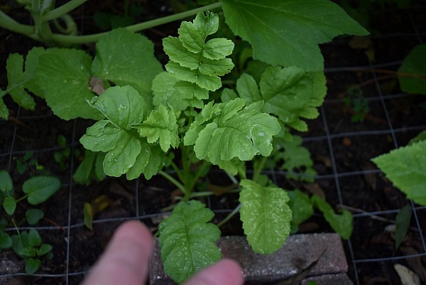 Update on our late summer early garden