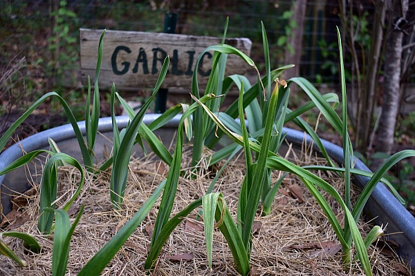 Sensible Gardening