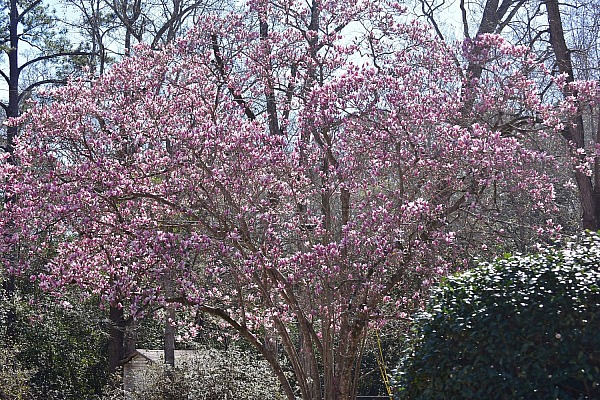 False Spring