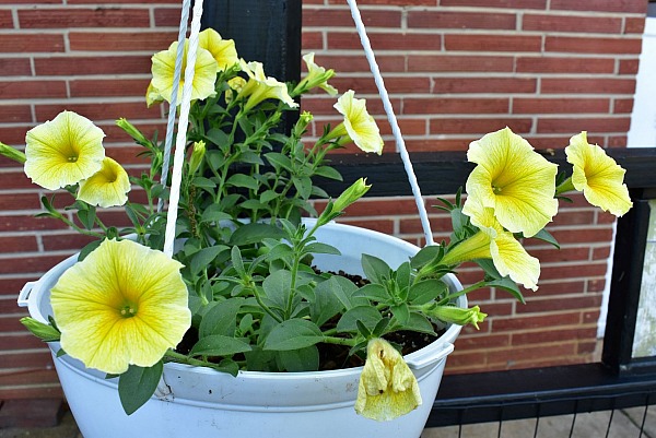 Springtime and Home
