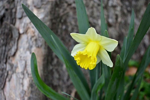 March Already and Ramblings