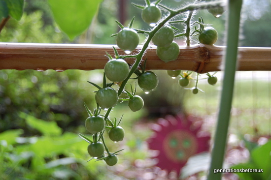 Sustainable Gardening