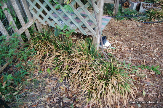 Gardening Tips Drought and Roots