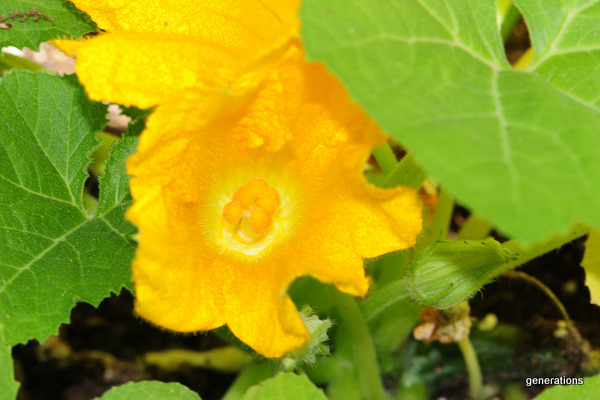 SQUASH, My backyard squash project