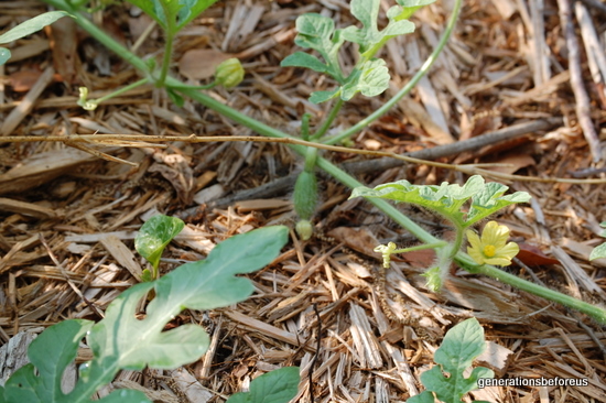 What Is Growing At Our House 2009